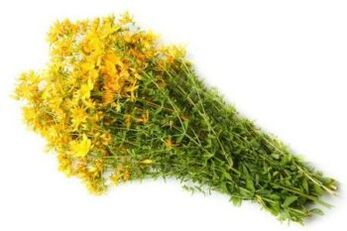 Herba