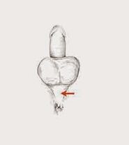 Otot potensi dan ketegangan mereka untuk meningkatkan potensi